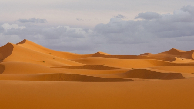 The Untamed Beauty of the Sahara: A Desert Wanderlust