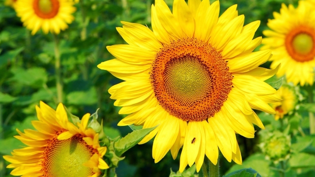 Cabbage Worms vs. Harvest Sunflower: The Battle for Your Garden