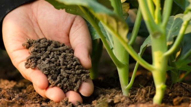 The Power of Organic: Enhancing Soil Health with Nature’s Goodness