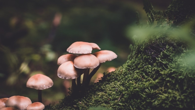 From Spores to Shrooms: Unleashing the Secrets of Mushroom Cultivation