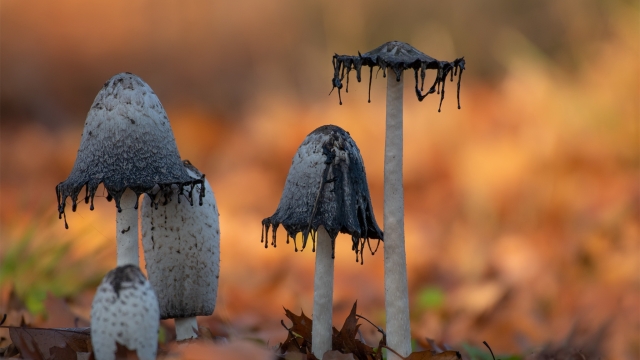 The Fungal Fun: 10 Steps to Successful Mushroom Growing