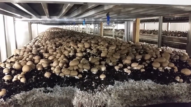 The Magical World of Mushroom Cultivation: Unleashing Nature’s Delights