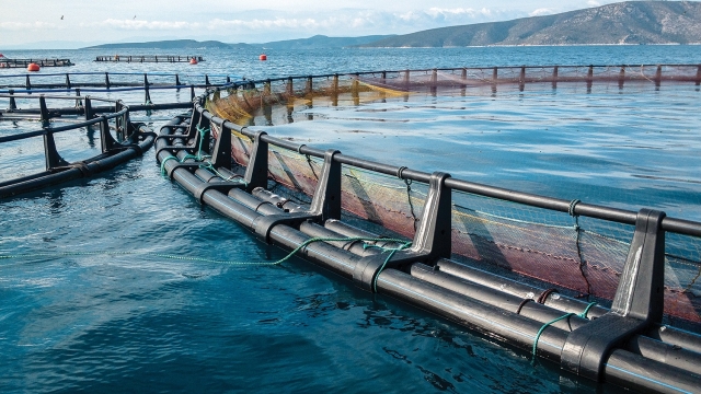 Revolutionizing Aquaculture: The Future of Sustainable Seafood Harvesting