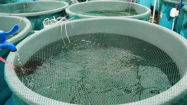 Revolutionizing the Deep: How Aquaculture Technology is Shaping the Future of Sustainable Seafood