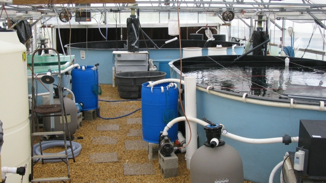 Revolutionizing the Seas: The Future of Aquaculture Technology